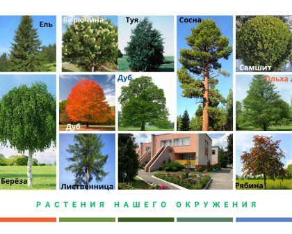 наши растения